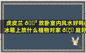 虎皮兰 🐳 放卧室内风水好吗(冰箱上放什么植物对家 🦋 庭好)